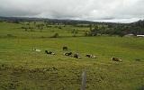PINTAG, quinta de venta, sector Ubillus, 5 hectáreas de pasto, vivienda, ingraestructura ganadera 
