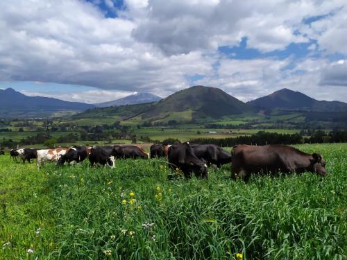 Hacienda ganadera en poduccción, Machachi (El Chaupi), 184 Hectáreas